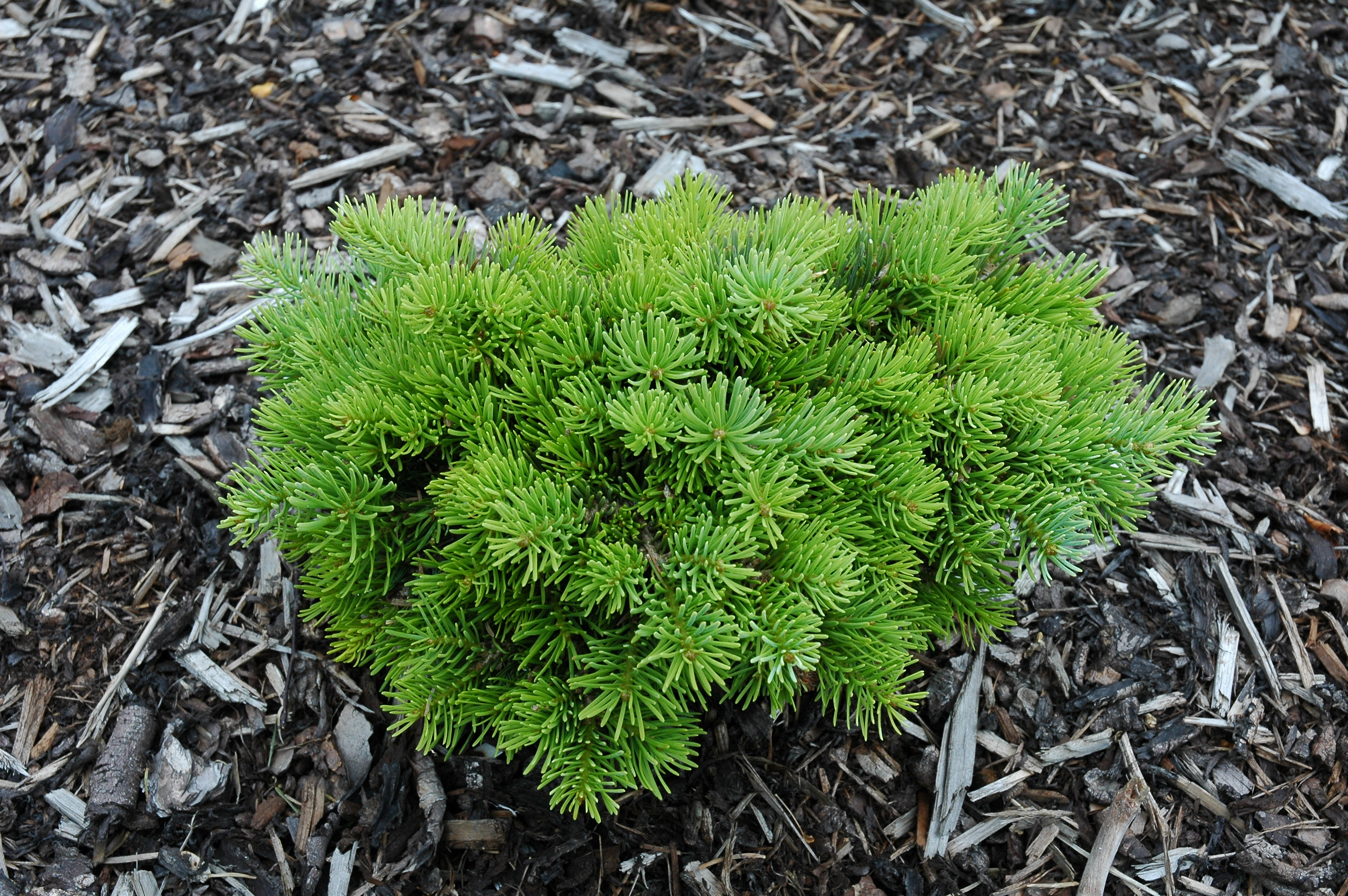 Abies concolor 