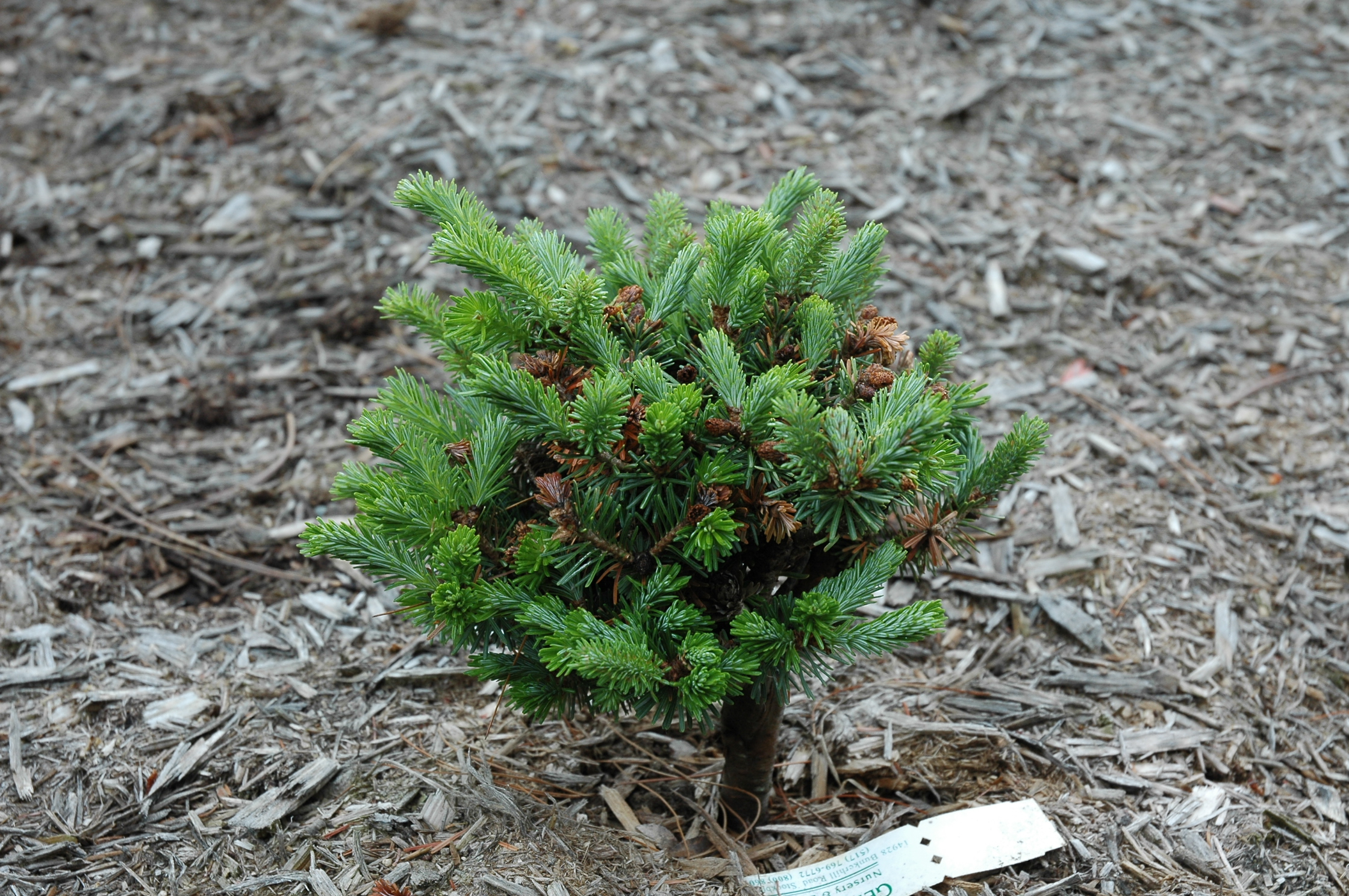 Abies fraseri 