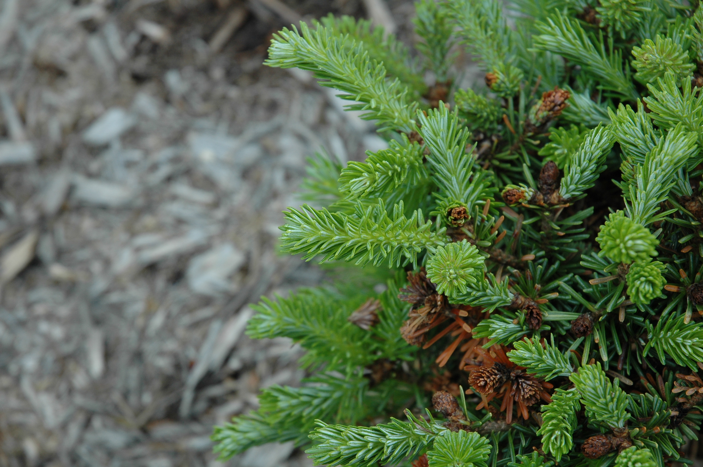 Abies fraseri 
