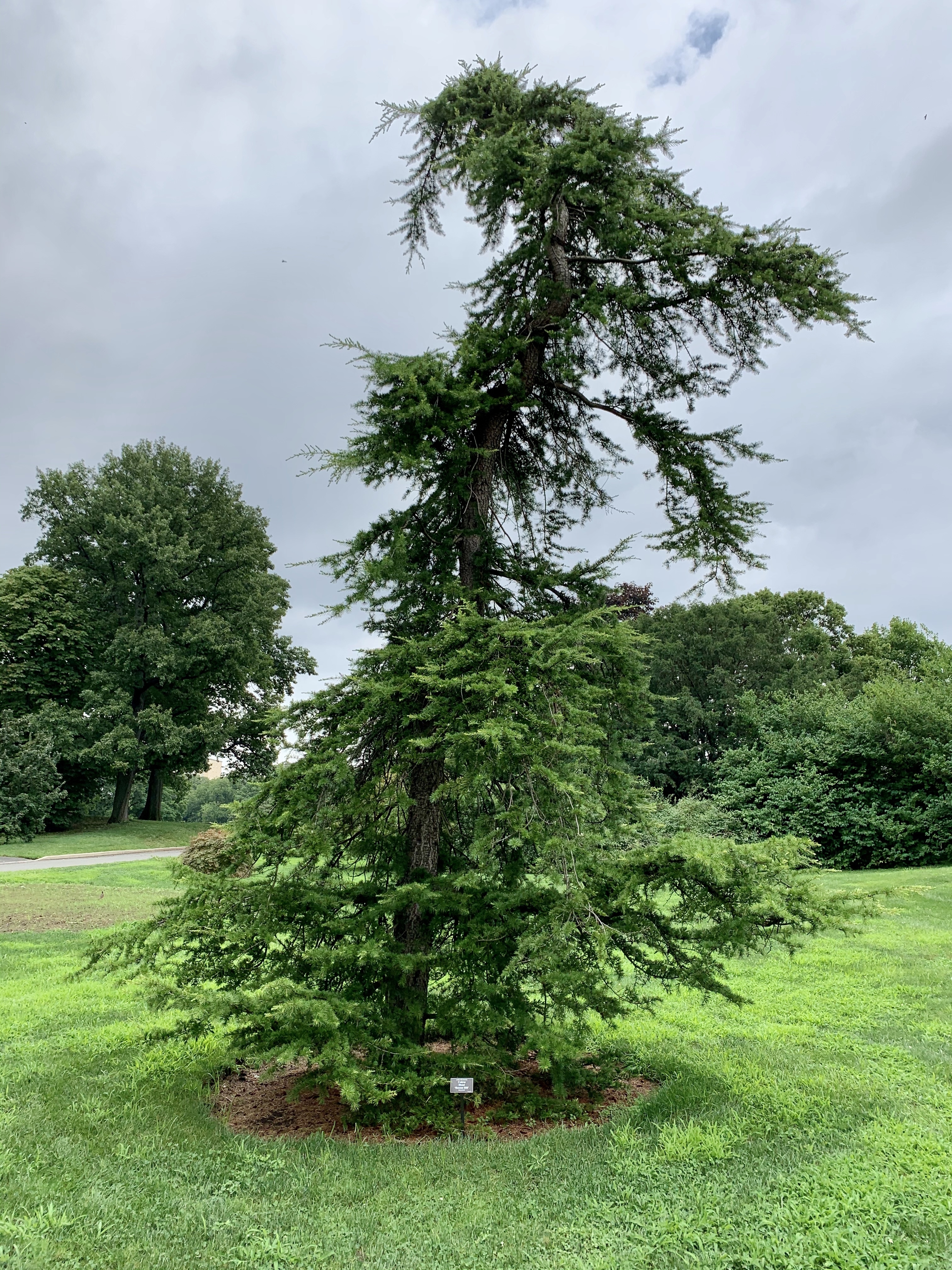 Cedrus libani 