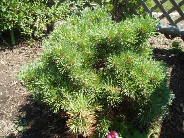 Pinus sylvestris 