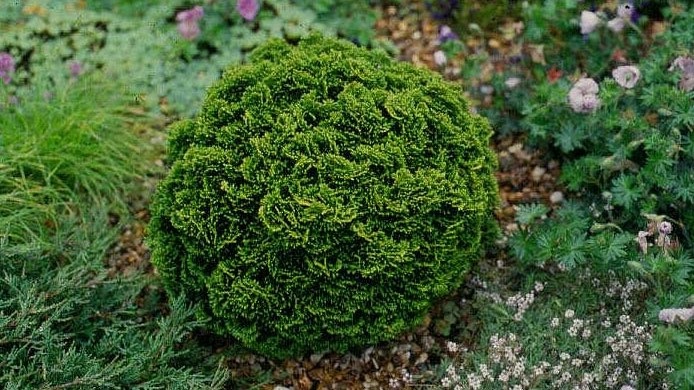 Chamaecyparis obtusa 
