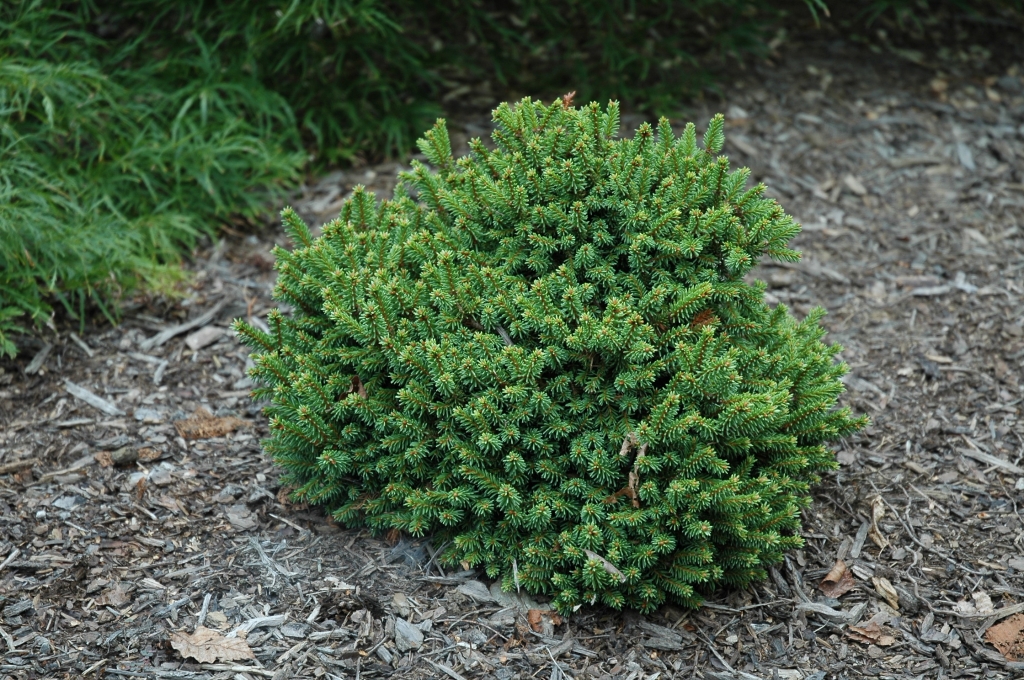 Picea abies 