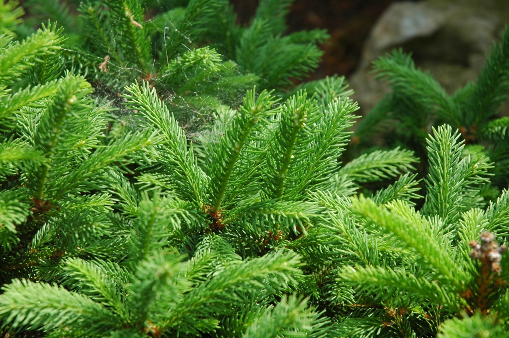 Picea abies 