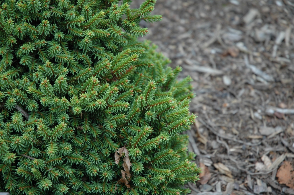 Picea abies 