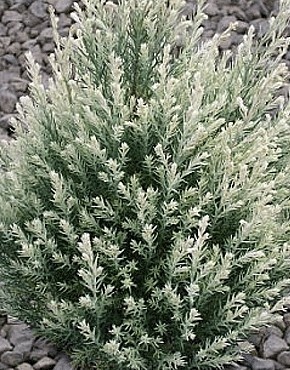 Chamaecyparis lawsoniana 