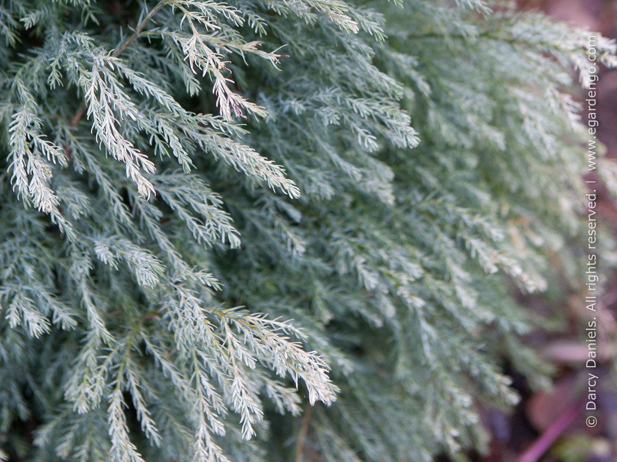 Chamaecyparis lawsoniana 