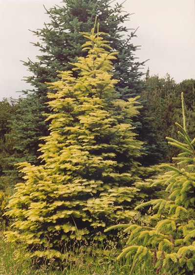 Abies grandis 