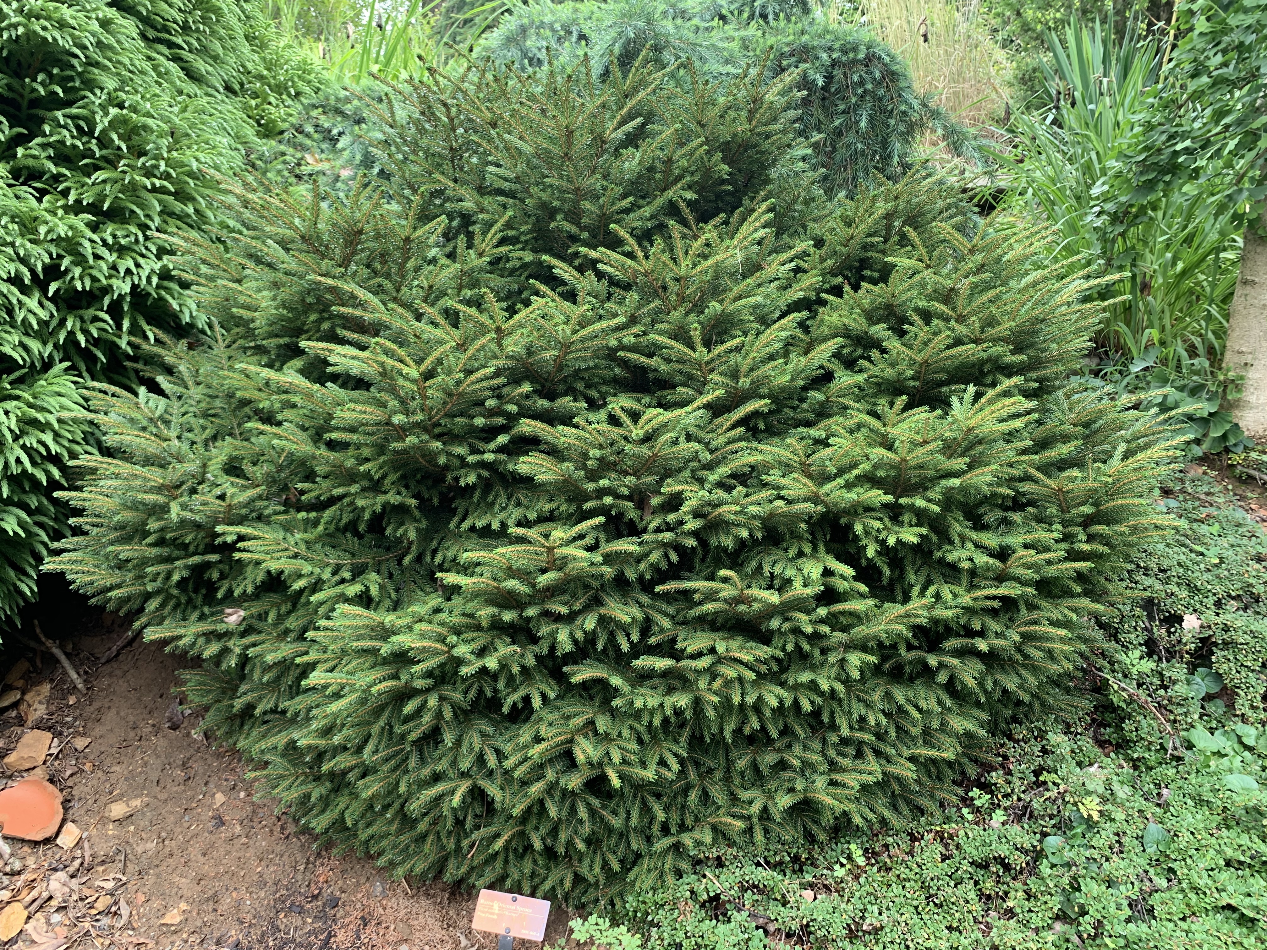 Picea orientalis 