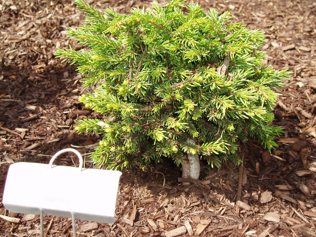 Picea orientalis 