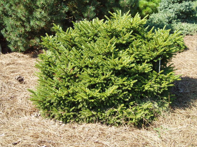 Picea orientalis 