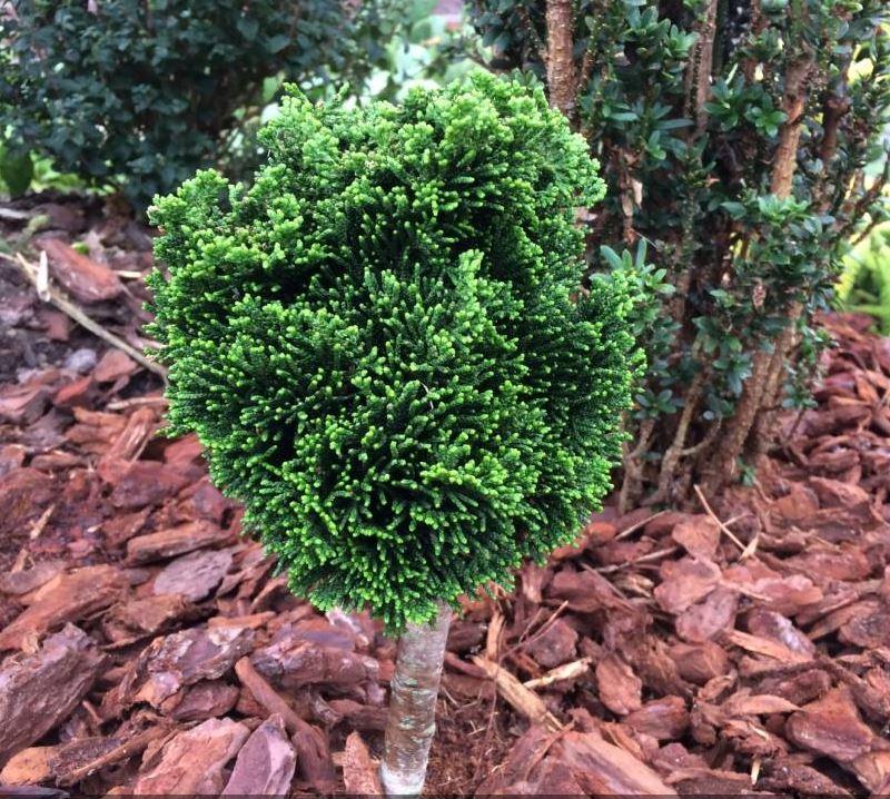 Chamaecyparis obtusa 