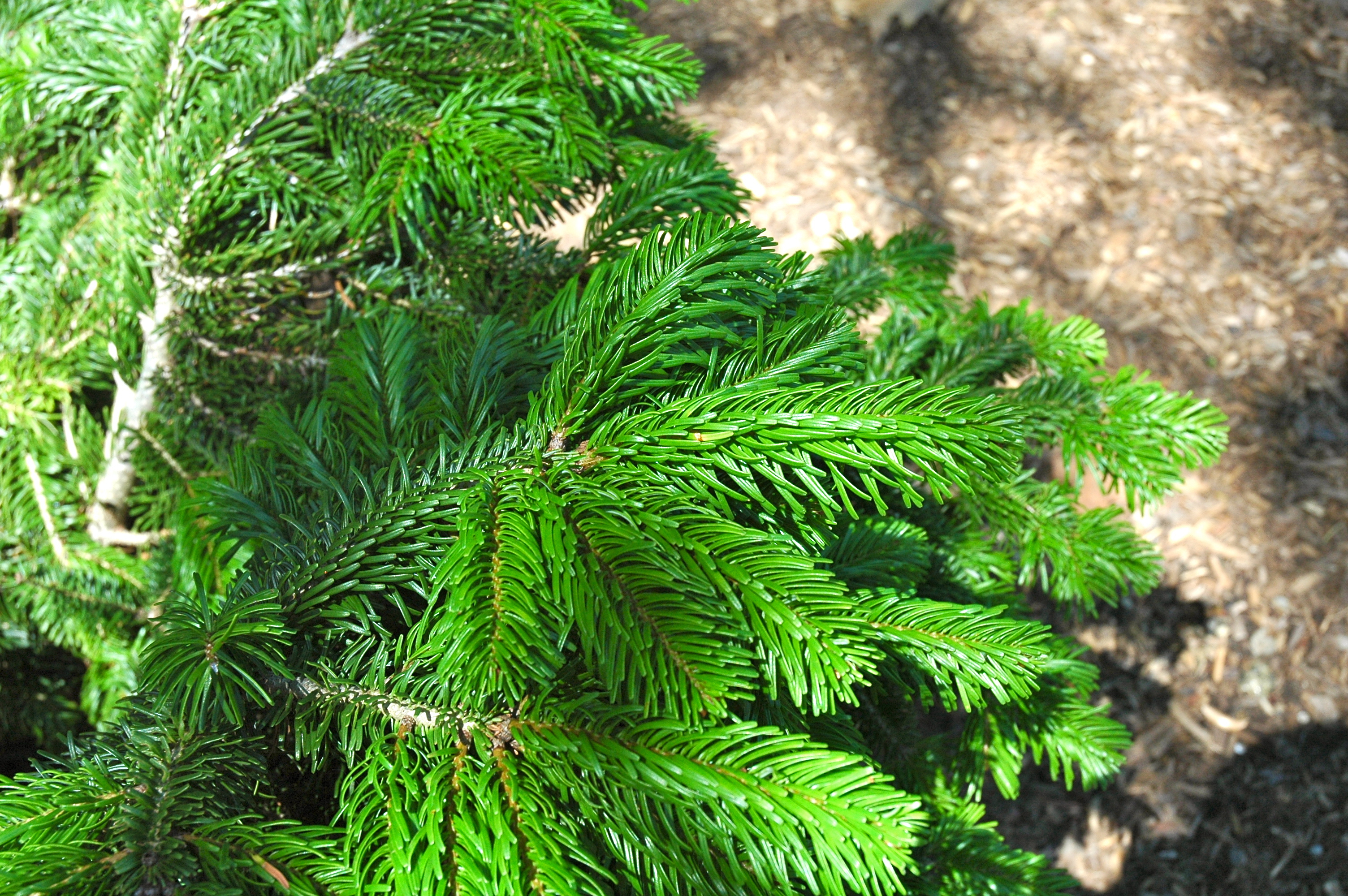 Abies alba 