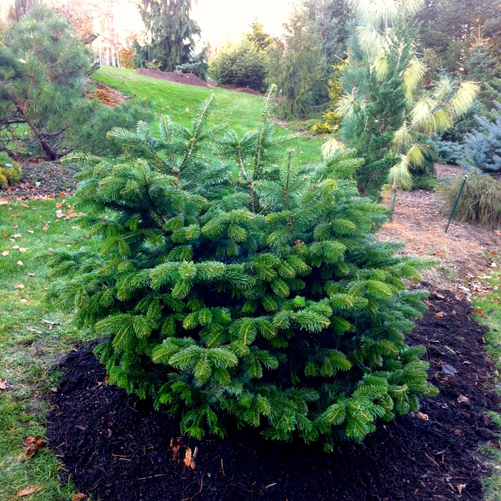 Abies alba 