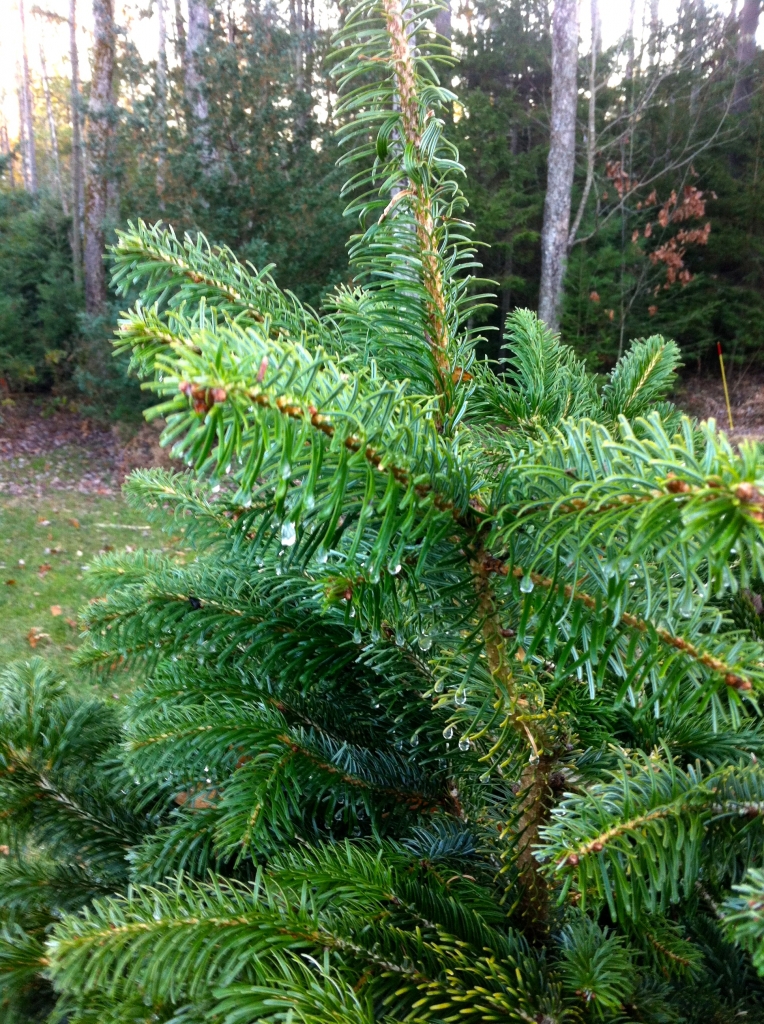 Abies alba 