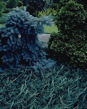 Juniperus horizontalis 