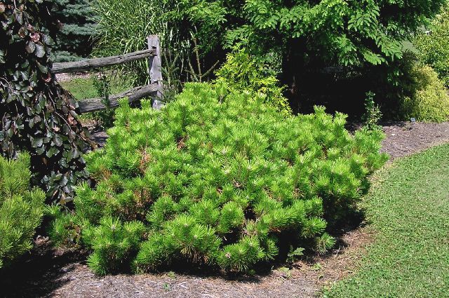 Pinus thunbergii 