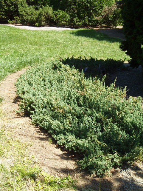 Juniperus horizontalis 