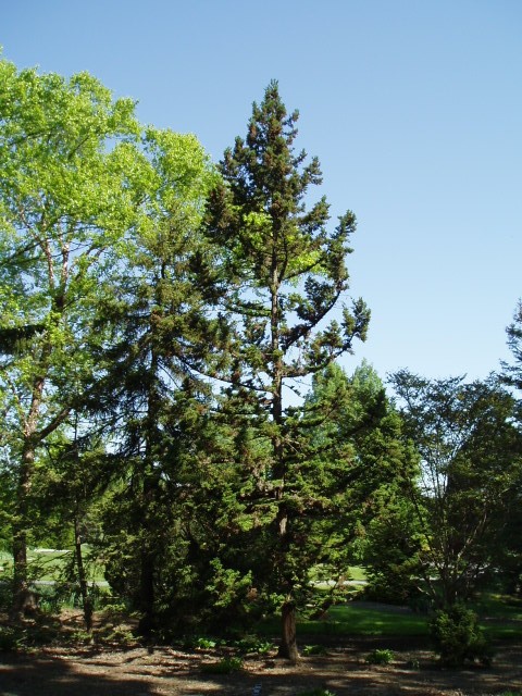 Cryptomeria japonica 