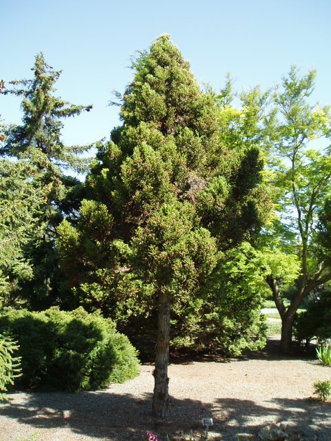Cryptomeria japonica 