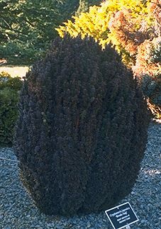 Cryptomeria japonica 