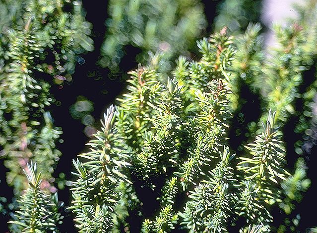Cryptomeria japonica 