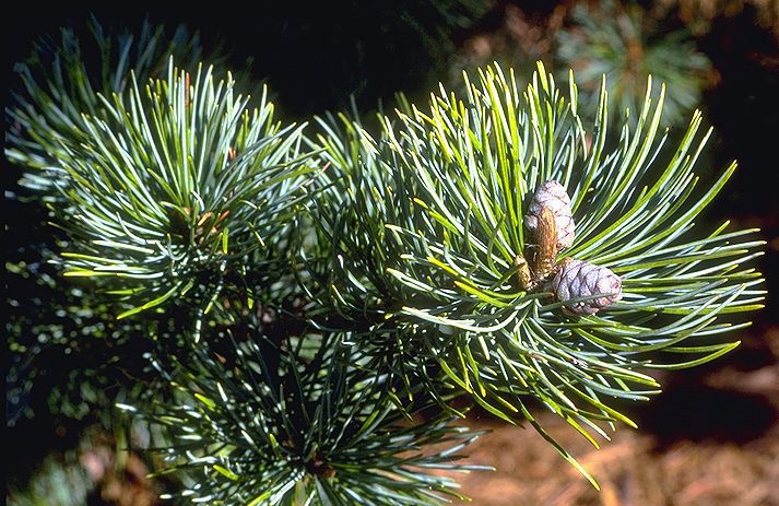 Pinus parviflora 