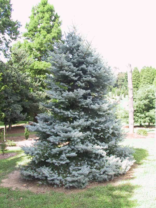 Picea pungens 
