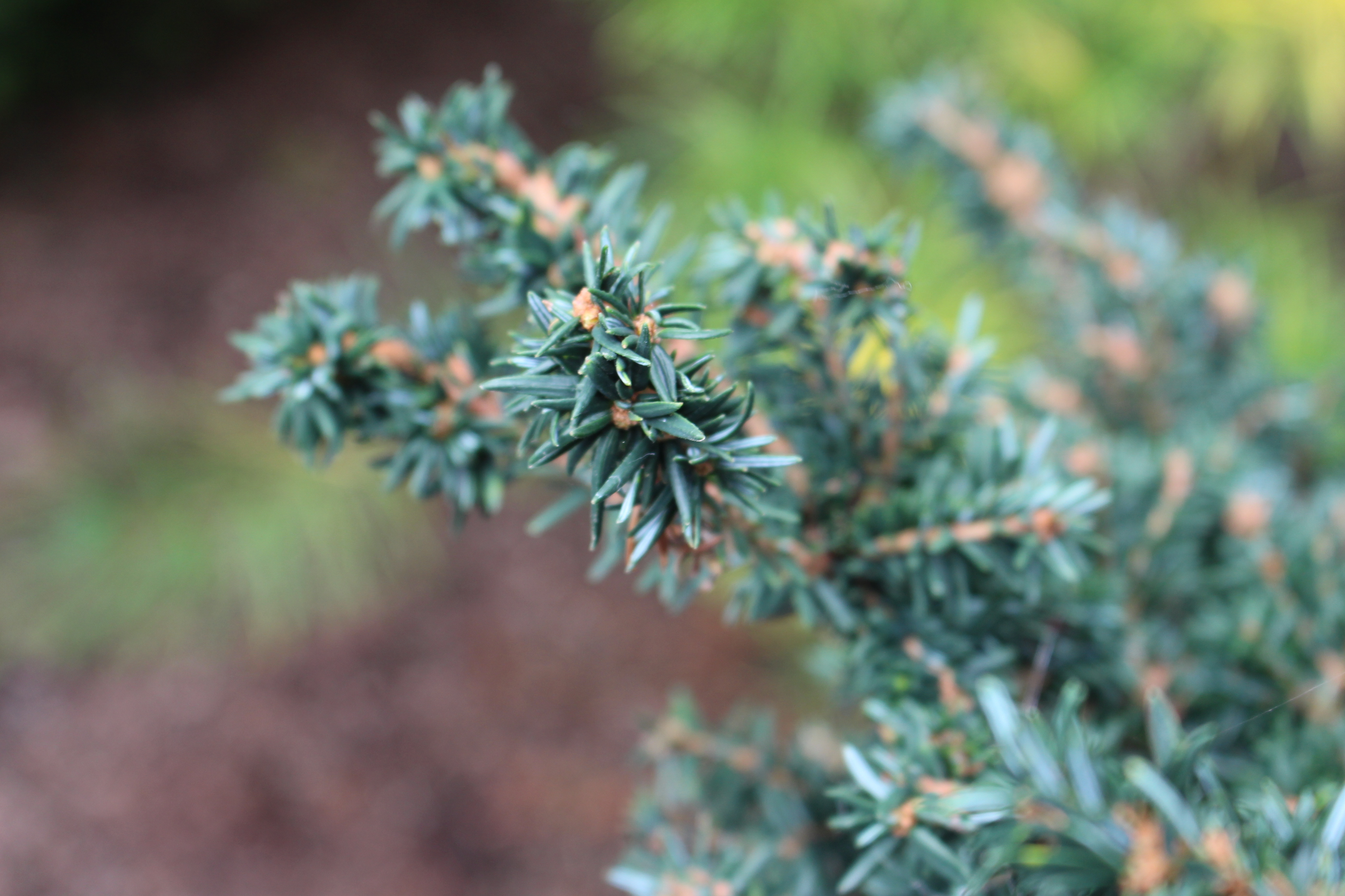 Tsuga canadensis 