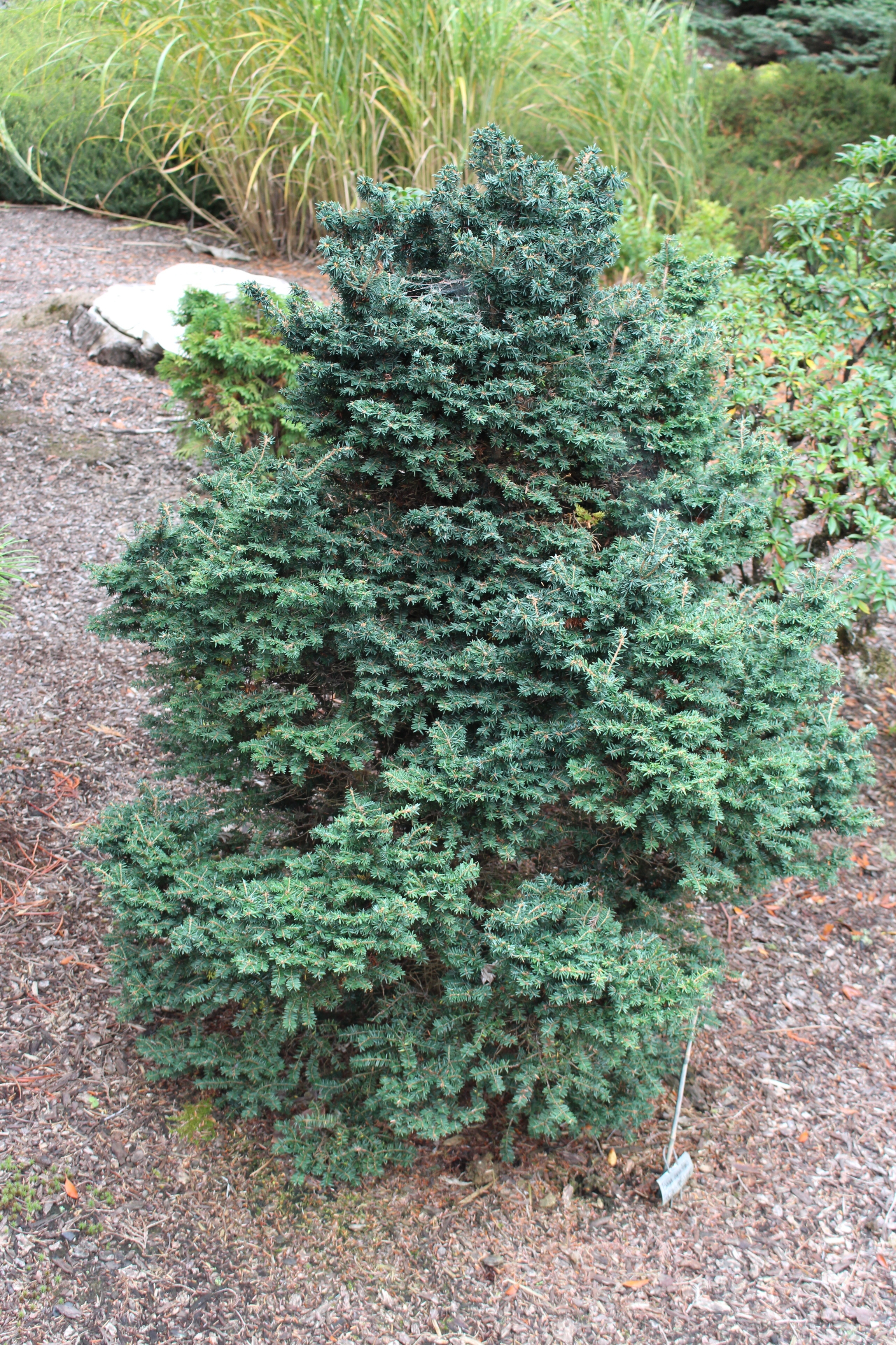 Tsuga canadensis 