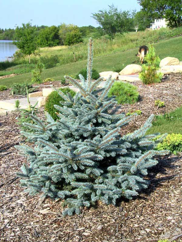 Picea pungens 