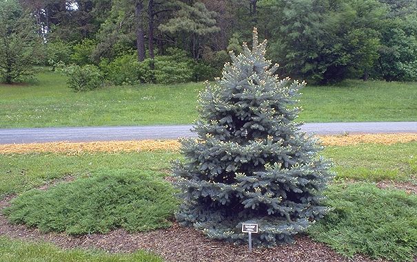 Picea pungens 