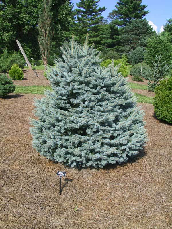 Picea pungens 