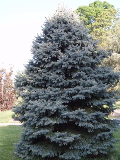 Picea pungens 