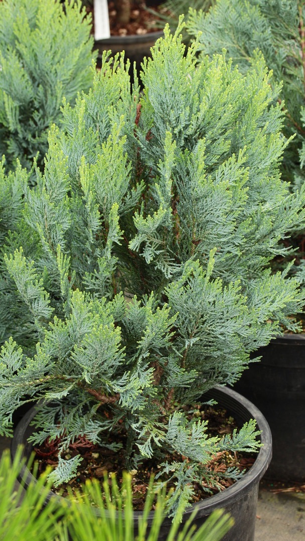 Chamaecyparis lawsoniana 