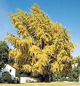 Ginkgo biloba 