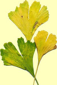 Ginkgo biloba 