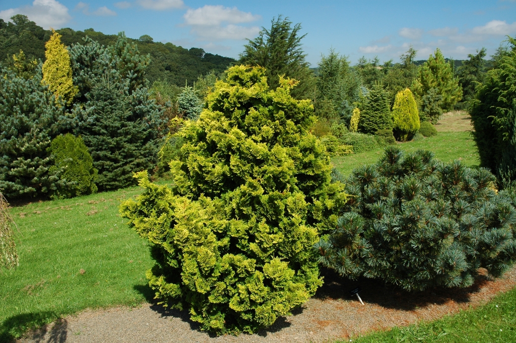 Chamaecyparis obtusa 