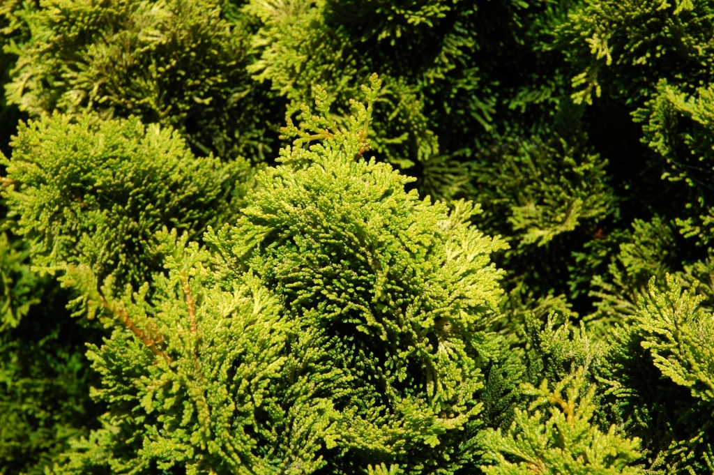Chamaecyparis obtusa 