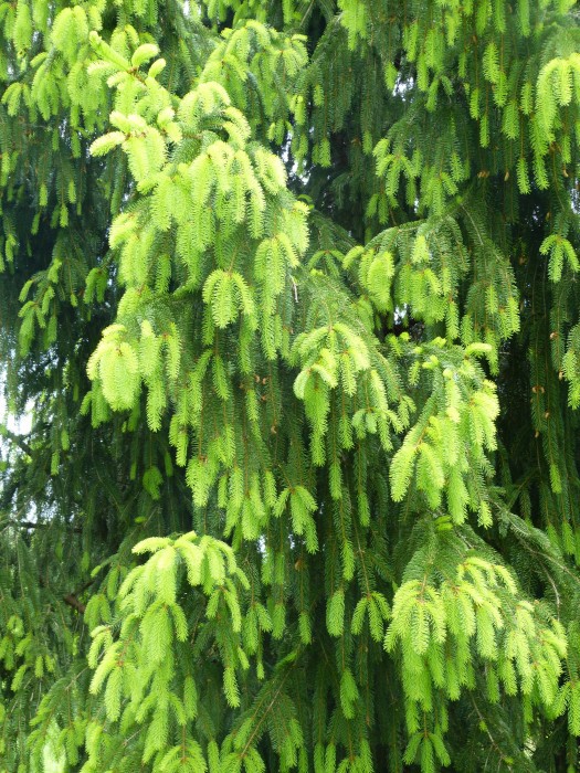 Picea abies 