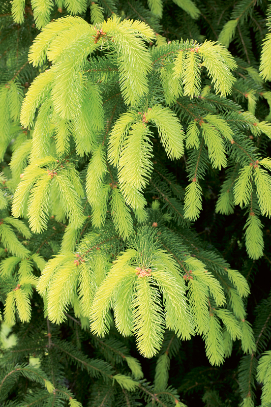 Picea abies 