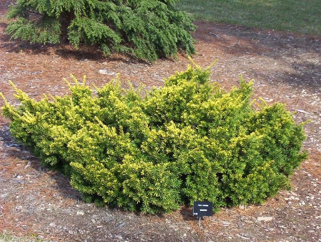 Taxus cuspidata 