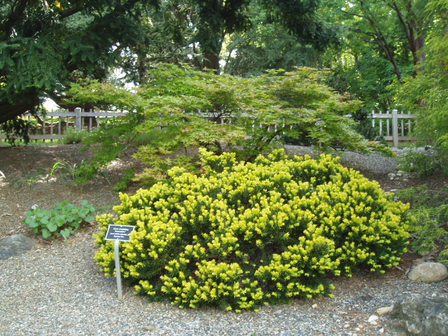 Taxus cuspidata 