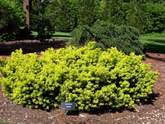 Taxus cuspidata 