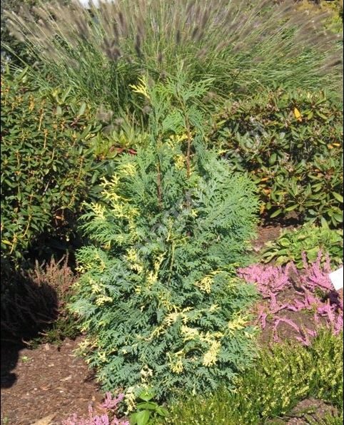Chamaecyparis lawsoniana 