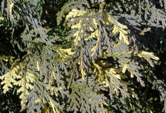 Cupressus nootkatensis 