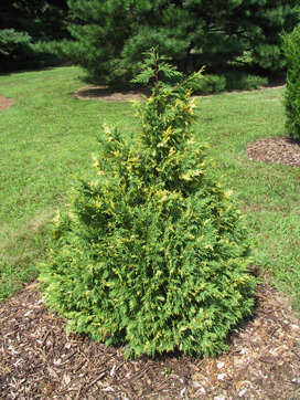 Cupressus nootkatensis 
