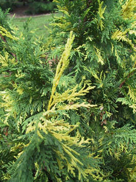 Cupressus nootkatensis 