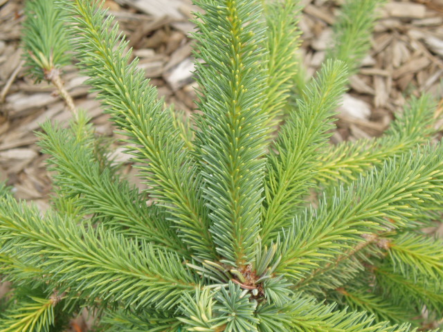 Picea mariana 