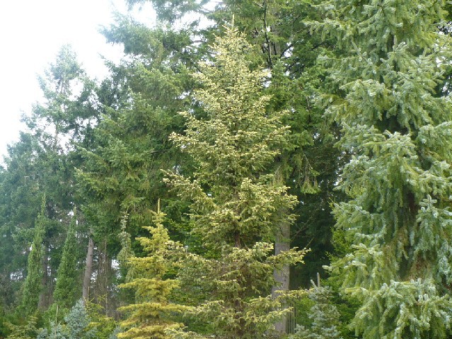 Picea mariana 